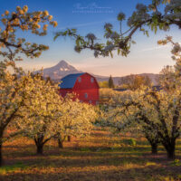 red barn behind orchard trees and snowcapped mountain
